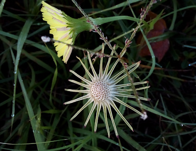 [One yellow dandelion-like flower faces the left displaying the undersides of the yellow petals and the tan supports coming from the green stem. The flower in the foreground has lost all its yellow petals and displays only the 20 tan supports which radiate from the center lump atop the stem. The center lump appears to have holes in it from where the stamen probably attached to it.]